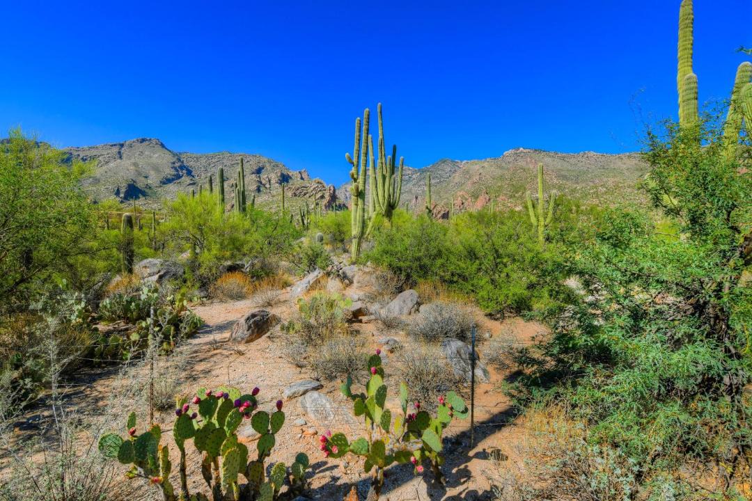 Photo of Others in Tucson