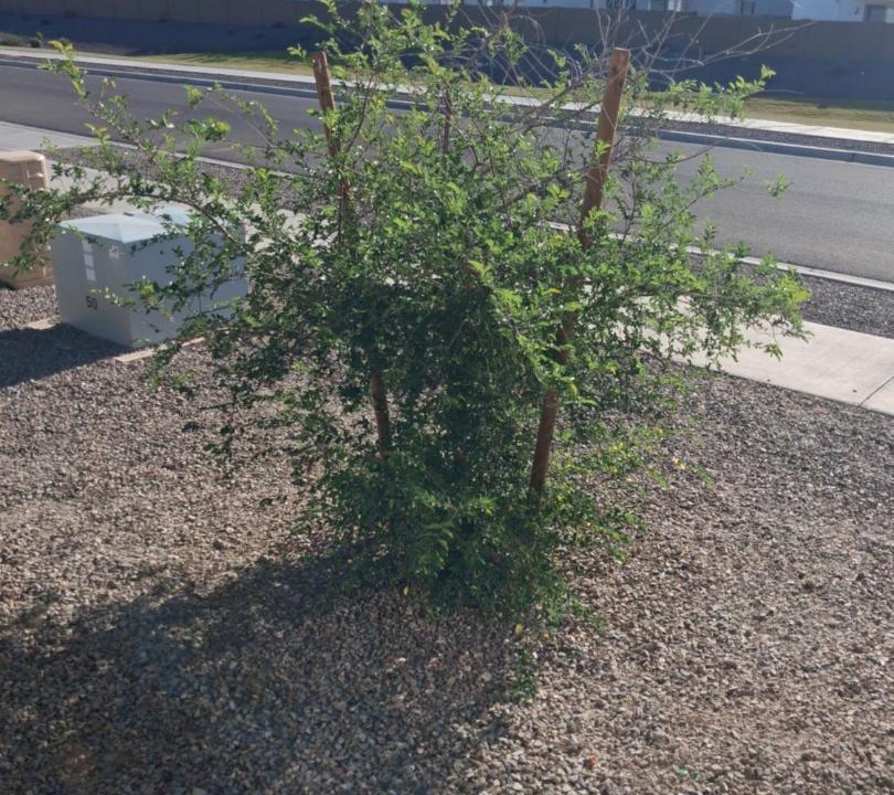 Photo of Outdoor in Laveen Village