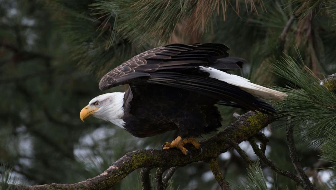 Photo of Others in Bonners Ferry