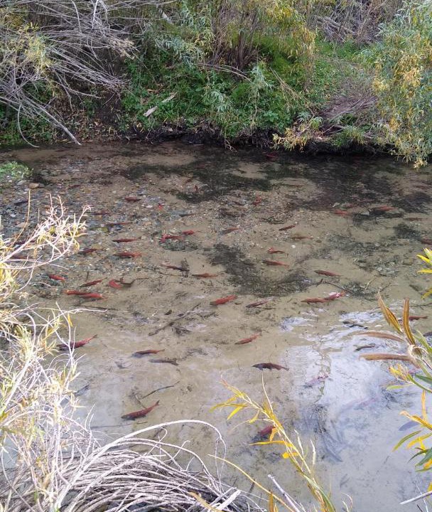 Photo of Others in Cache County