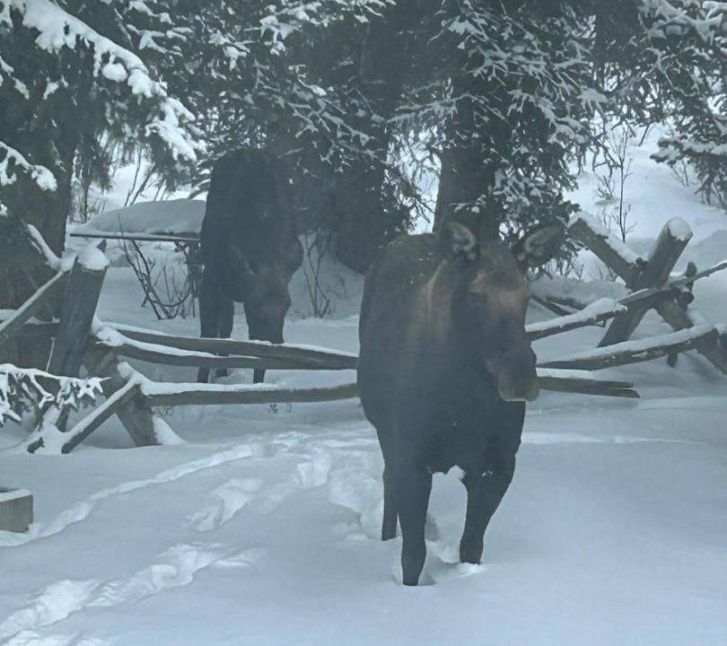 Photo of Others in Cooke City-Silver Gate