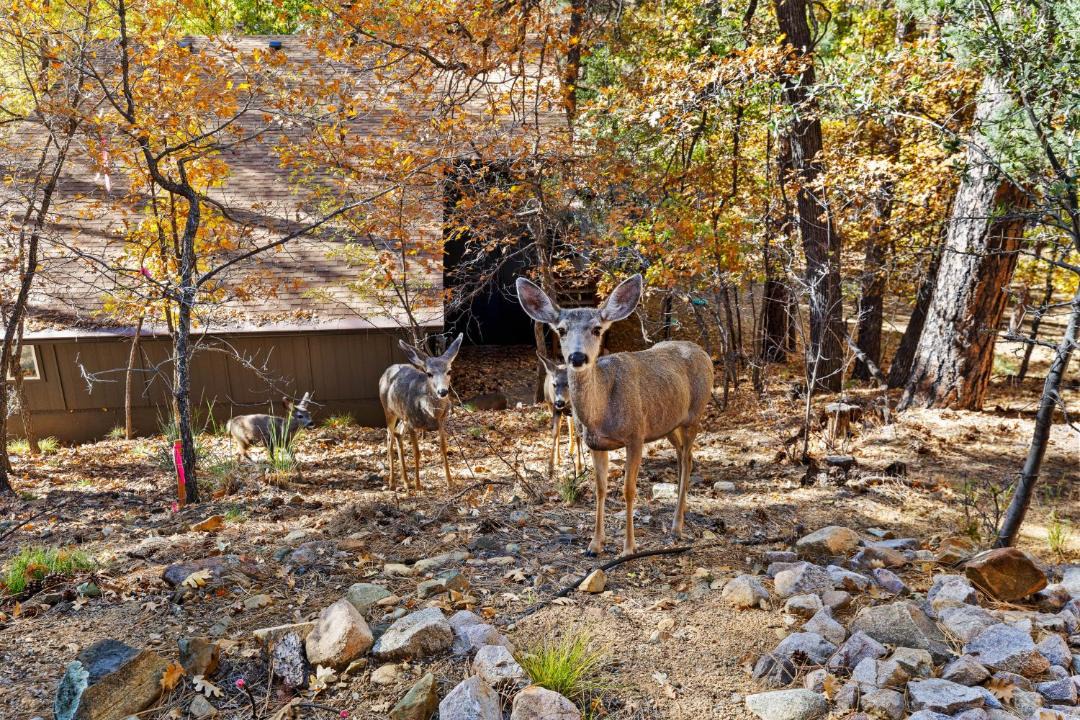 Photo of Others in Groom Creek