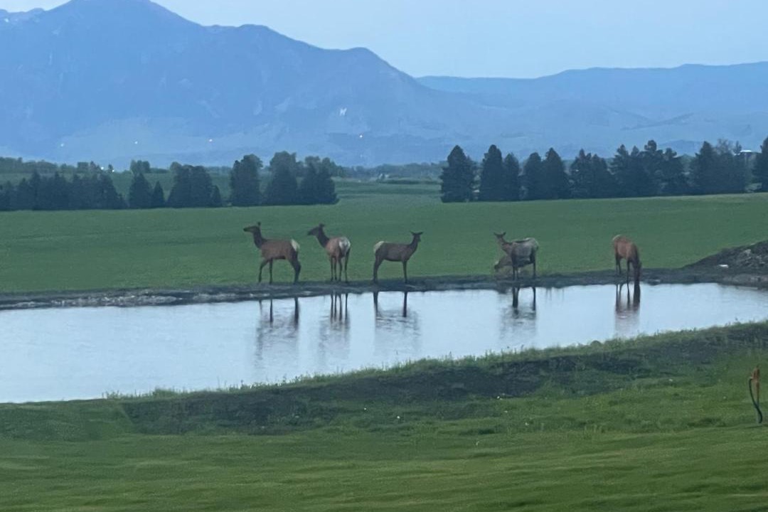 Photo of Others in Bozeman