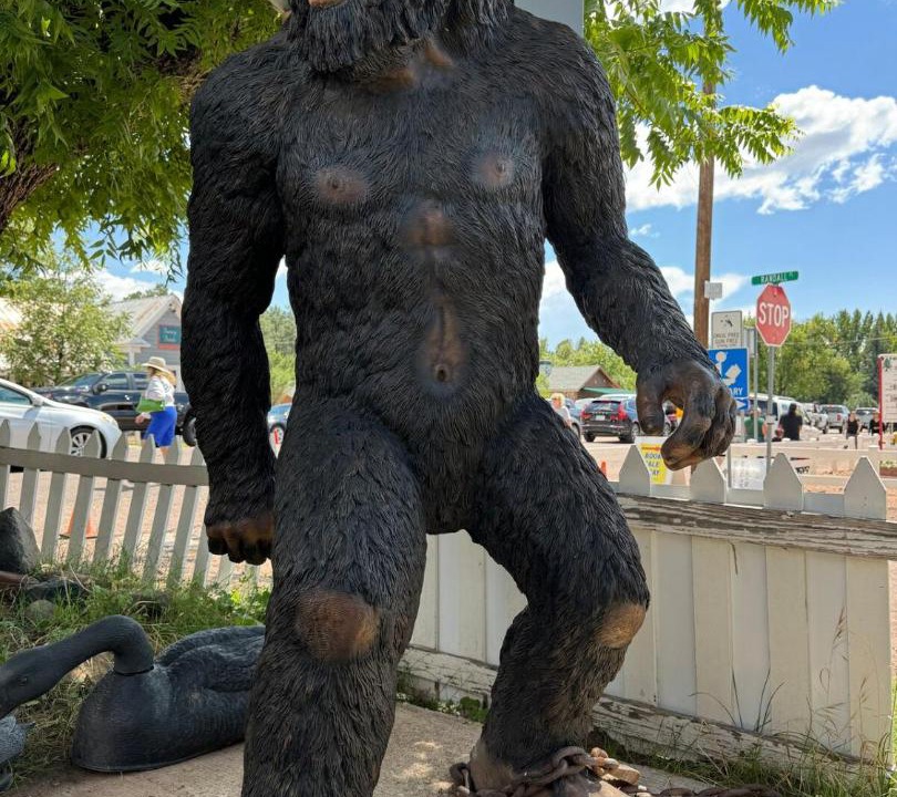 Photo of Human In Picture in Pine