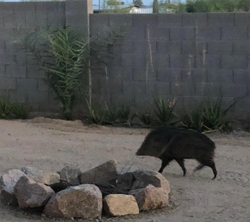 Photo of Others in East Mesa