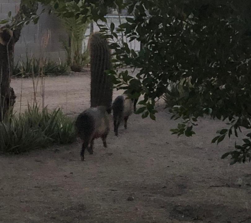Photo of Others in East Mesa