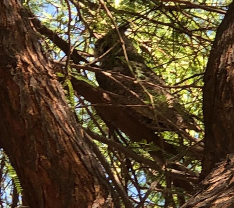 Photo of Others in East Mesa