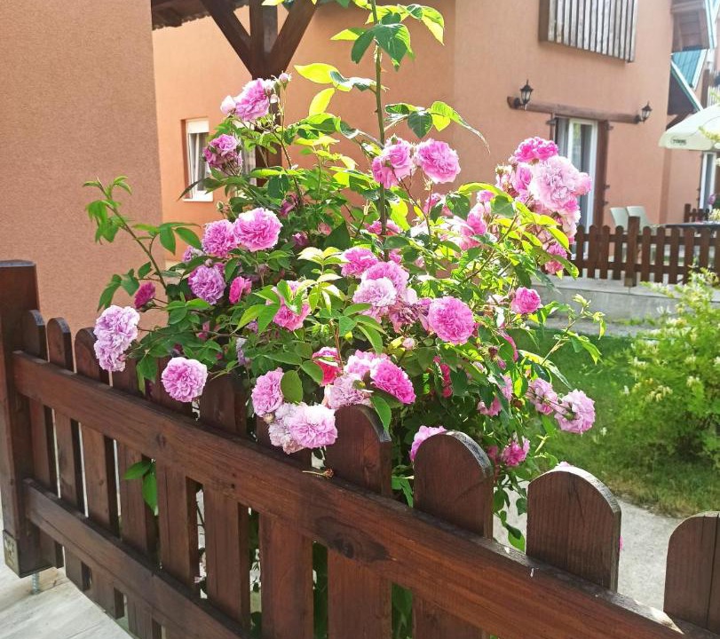 Photo of Others in Kolasin
