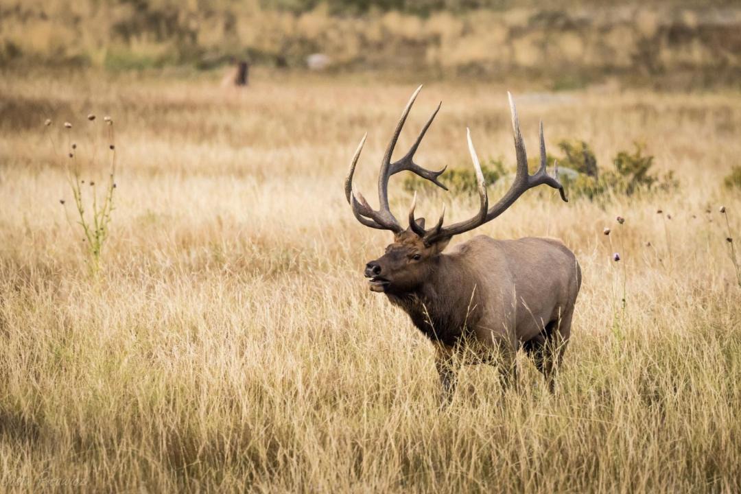 Photo of Others in Estes Park