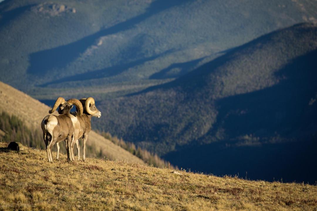 Photo of Others in Estes Park
