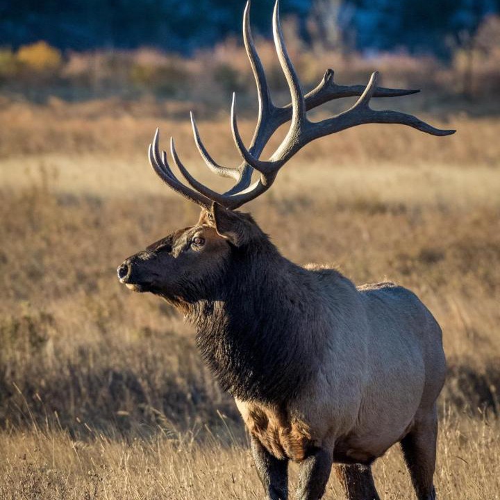 Photo of Others in Estes Park
