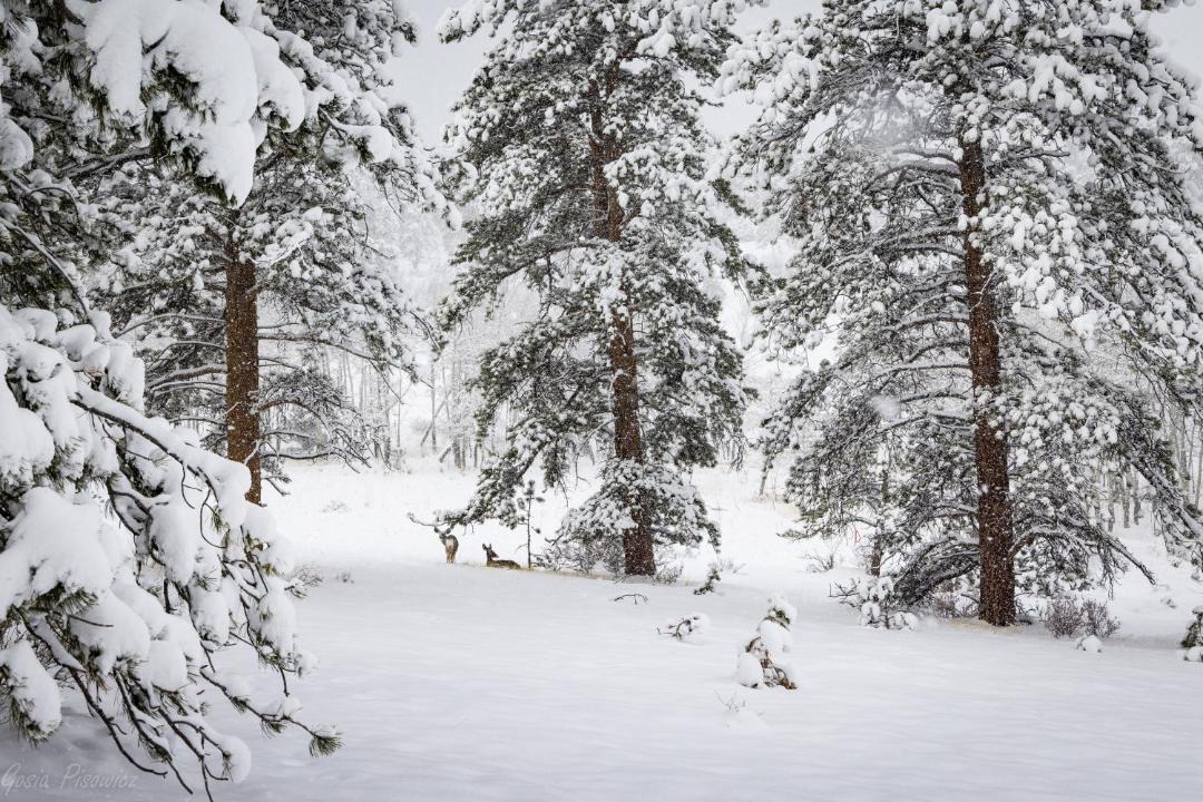 Photo of Others in Estes Park