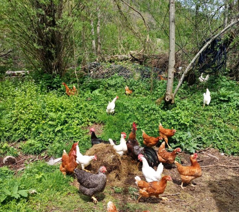 Photo of Others in Pricelje