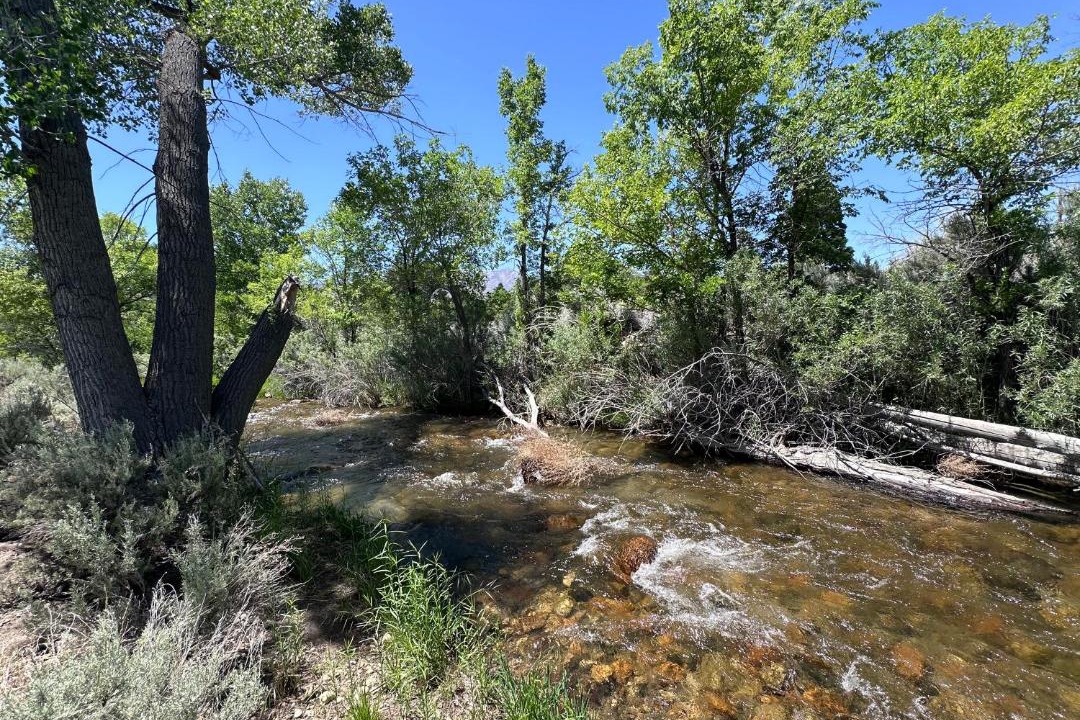 Photo of Others in Big Pine