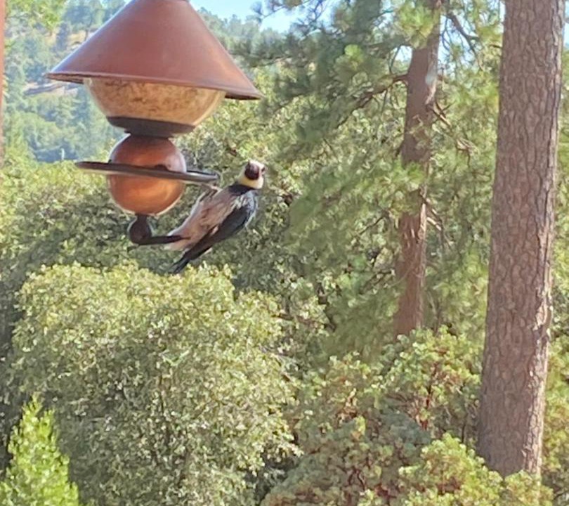 Photo of Others in Mariposa