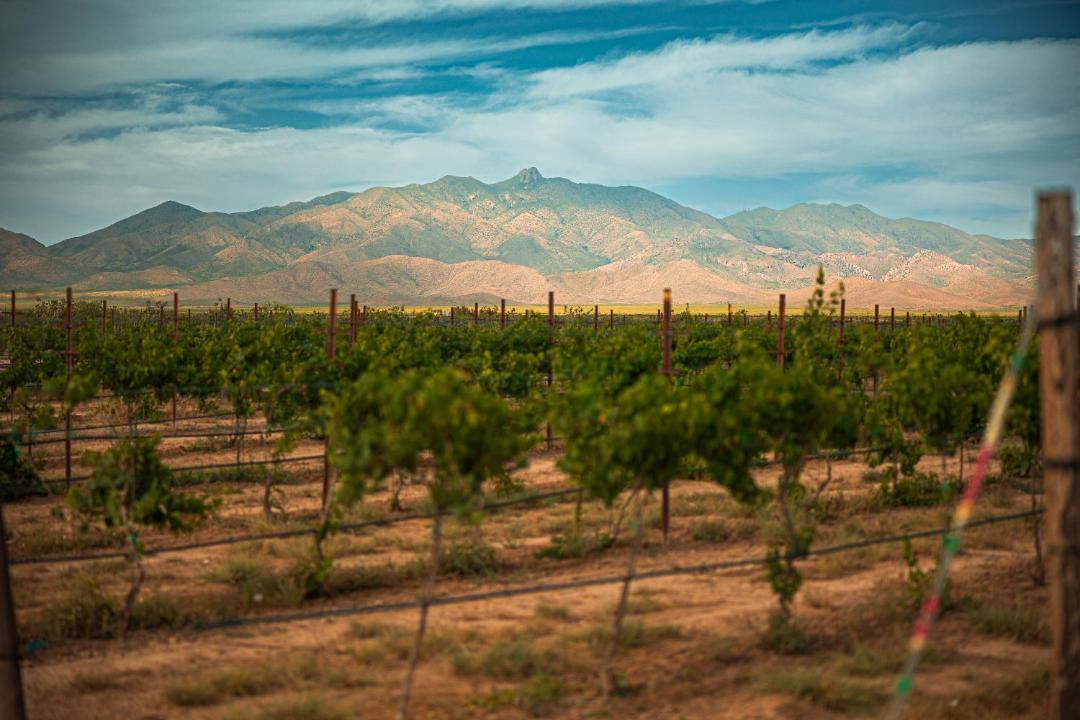 Photo of Others in Willcox