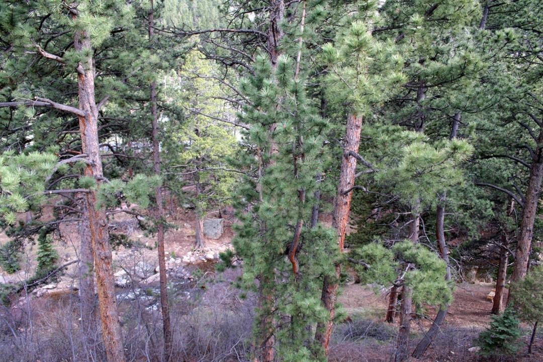 Photo of Others in Estes Park