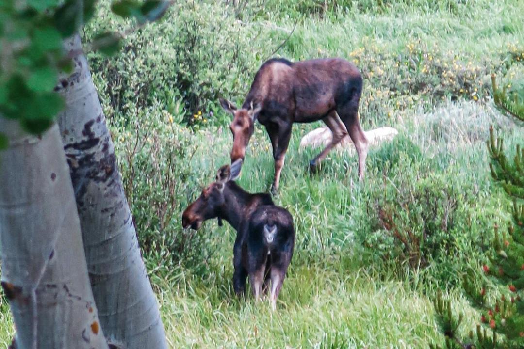 Photo of Others in Wildernest
