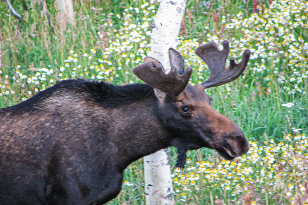 Photo of Others in Wildernest