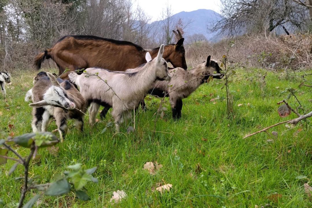 Photo of Others in Karuc