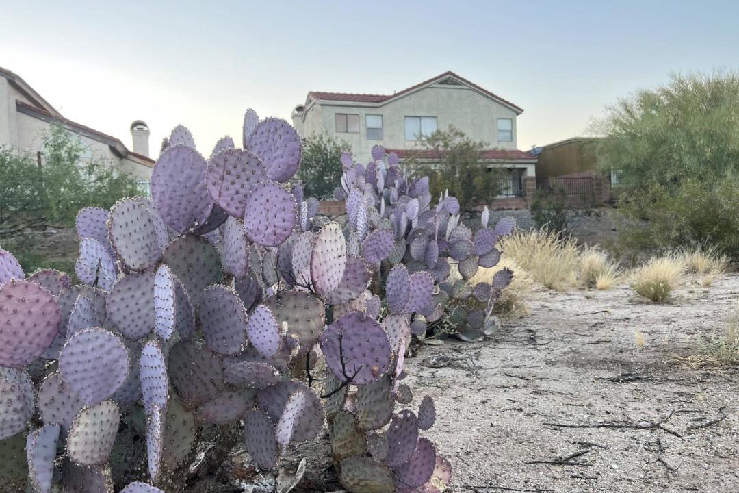 Photo of Others in Oro Valley