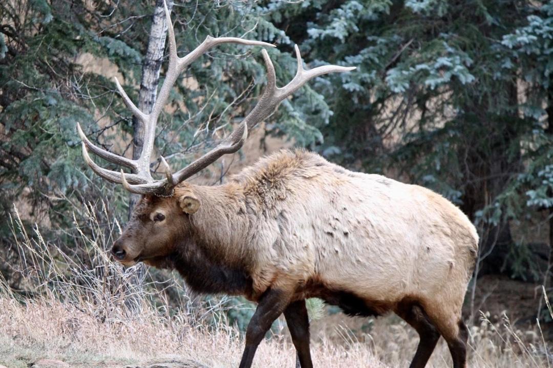 Photo of Others in Estes Park