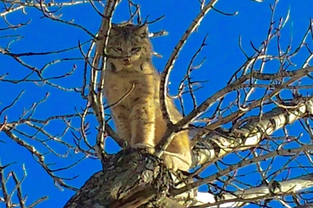 Photo of Others in Estes Park