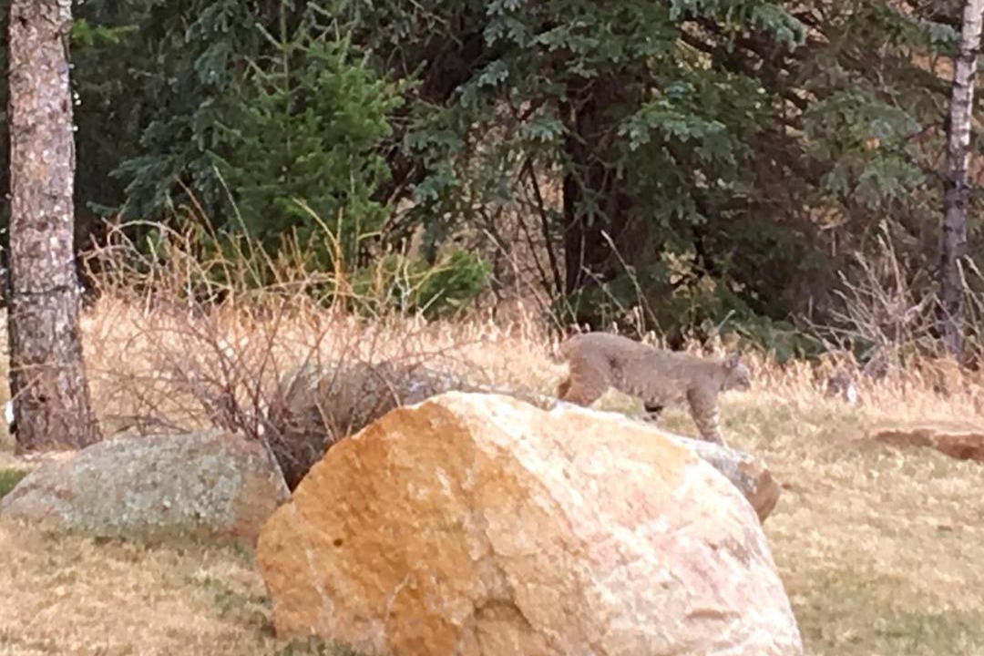 Photo of Others in Estes Park