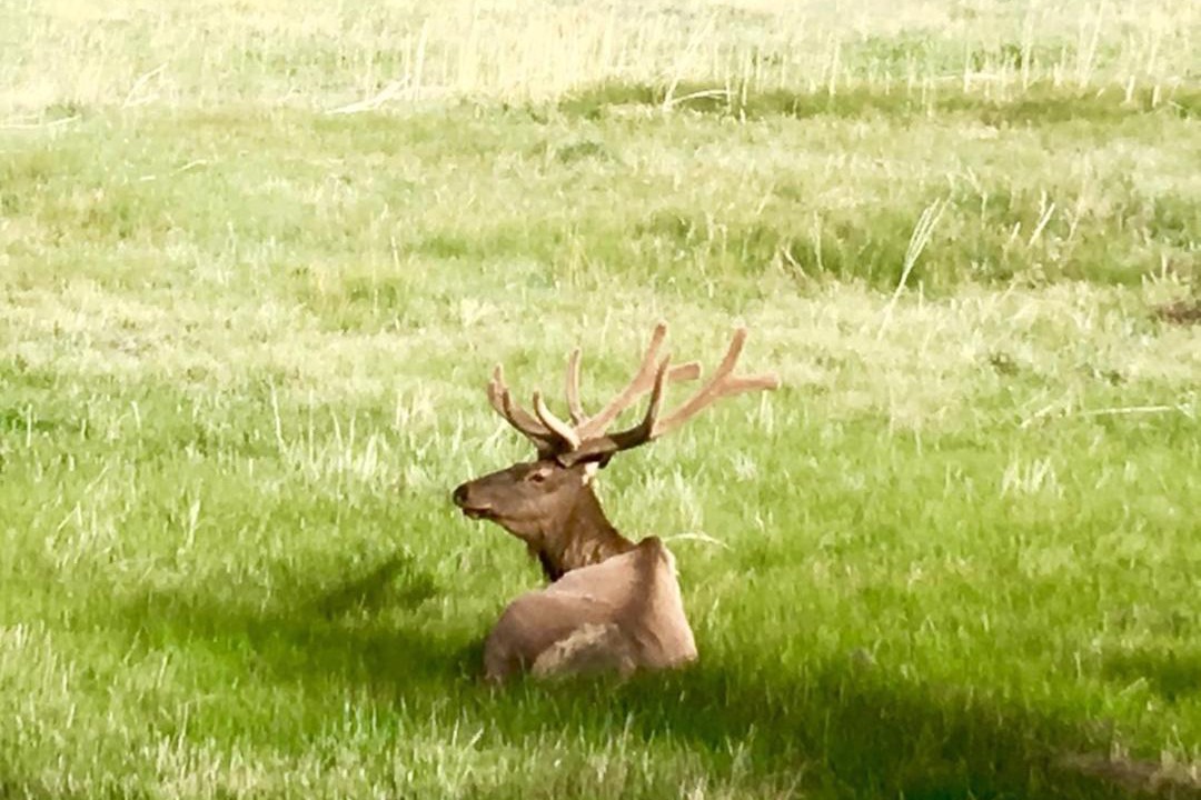 Photo of Others in Estes Park