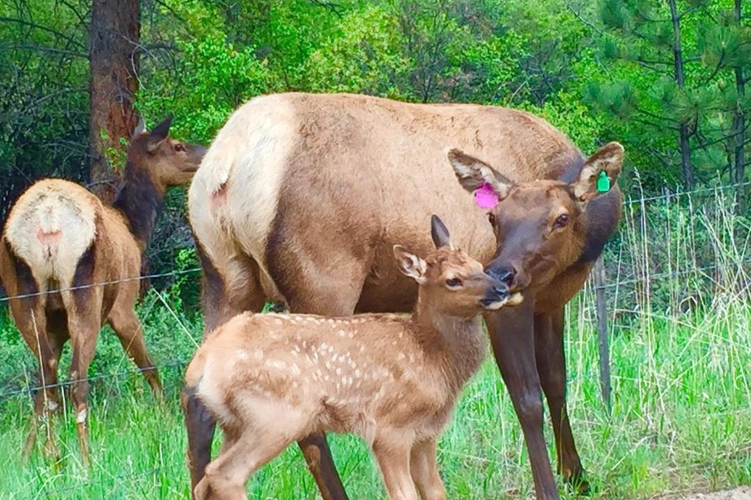 Photo of Others in Estes Park