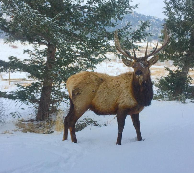 Photo of Others in Estes Park