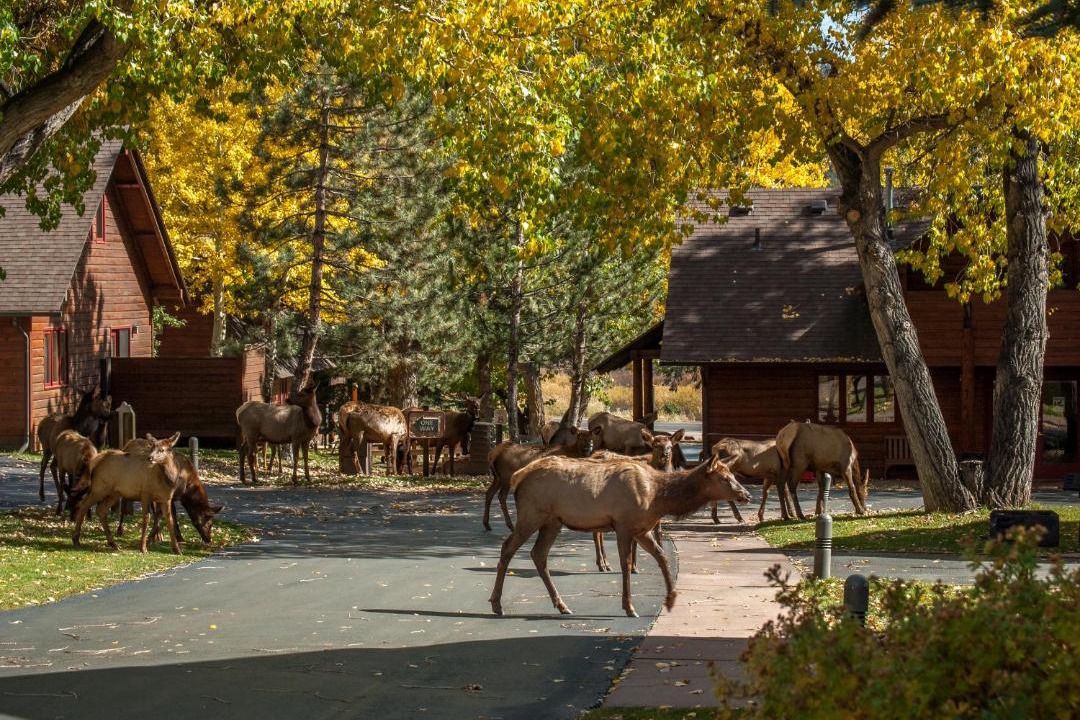 Photo of Others in Estes Park