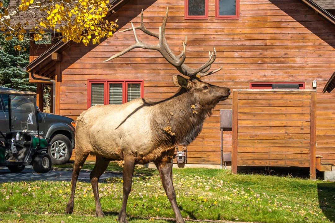 Photo of Others in Estes Park