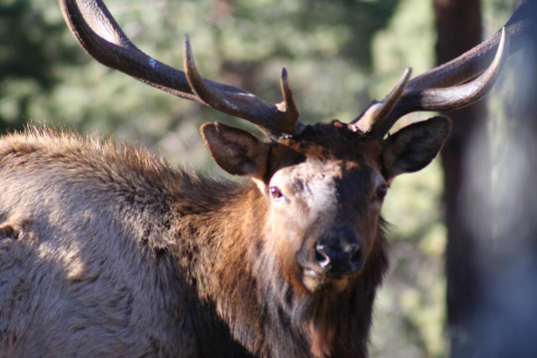 Photo of Others in Estes Park
