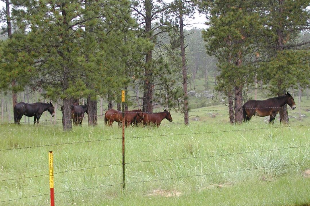Photo of Others in Custer